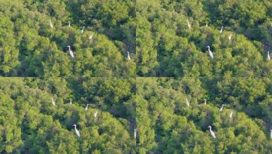 航拍栖居在水杉里的白鹭群高清在线视频素材下载