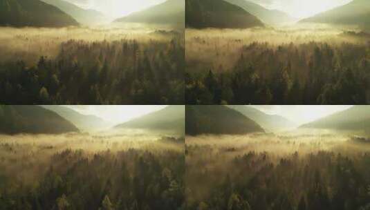 薄雾笼罩的秋林高清在线视频素材下载
