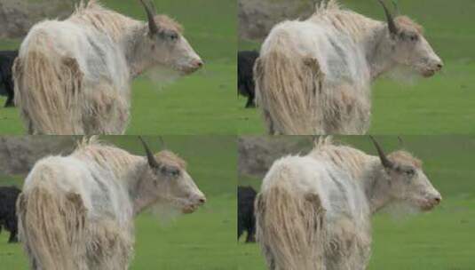 白角牛在山谷里吃草高清在线视频素材下载