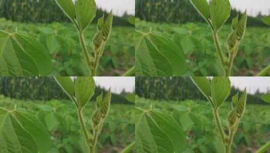 农田里的大豆植物高清在线视频素材下载