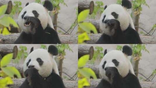正在吃竹子的大熊猫高清在线视频素材下载