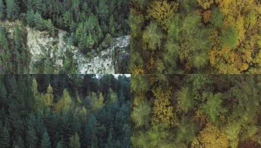 秋季森林原始雨林航拍合集高清在线视频素材下载