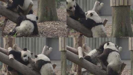 两只可爱的幼年大熊猫在玩耍嬉戏追逐打闹高清在线视频素材下载