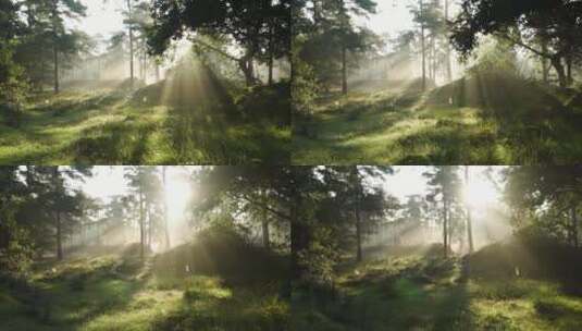 森林一缕阳光高清在线视频素材下载
