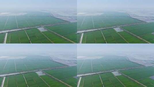 中国乡村农业经济发展大型农场种植地高清在线视频素材下载
