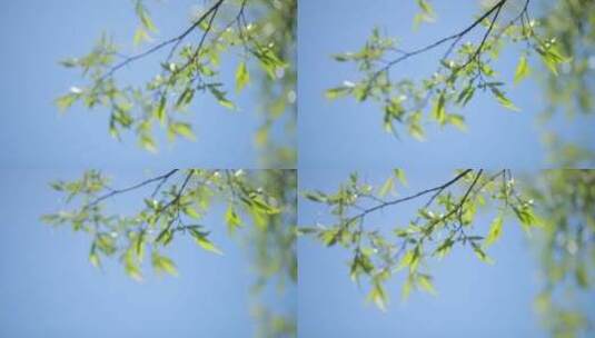 晴天风吹动树叶高清在线视频素材下载