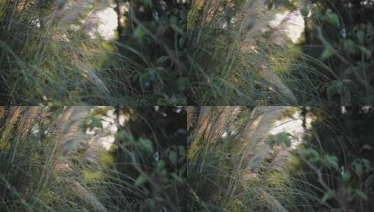 芦苇草夕阳空镜高清在线视频素材下载
