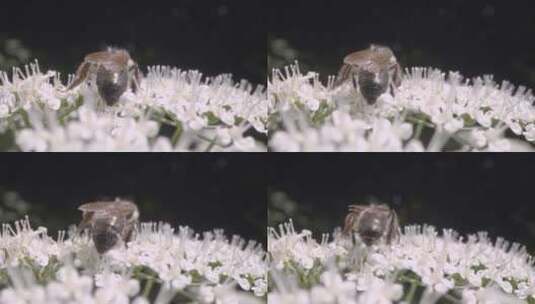 蜜蜂收集花蜜的特写高清在线视频素材下载