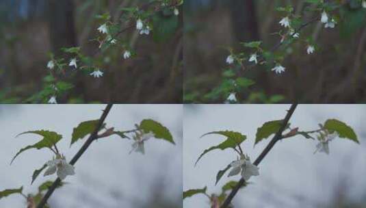 春天雨后的覆盆子花高清在线视频素材下载