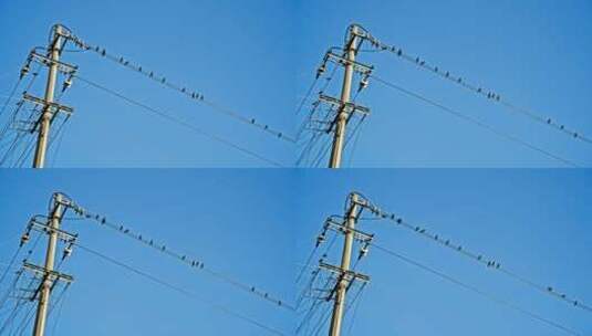 电线上的鸟实拍空境素材高清在线视频素材下载