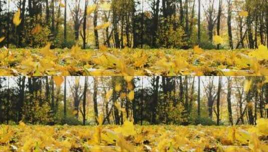 秋天黄色落地的枫叶高清在线视频素材下载