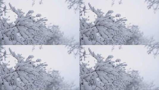 树枝上积了厚厚的雪高清在线视频素材下载