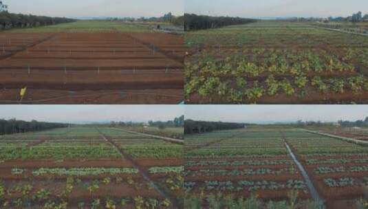 农业庄园云南澄江玉溪庄园滴灌有机蔬菜基地高清在线视频素材下载