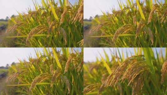 水稻稻穗特写镜头3组高清在线视频素材下载