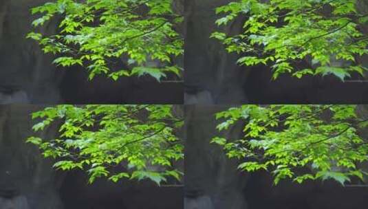 九洞天树叶2高清在线视频素材下载