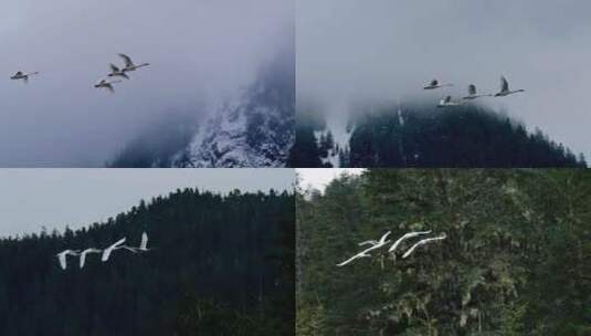 天空中的天鹅飞行高清在线视频素材下载