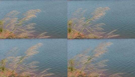 湖边的芦苇荡漾空镜头高清在线视频素材下载