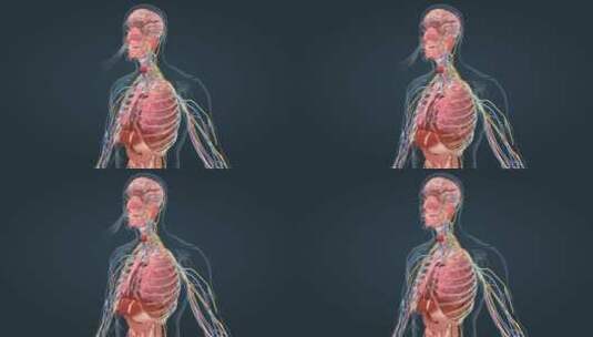 人体 器官 呼吸 支气管 大脑 肺部动画高清在线视频素材下载