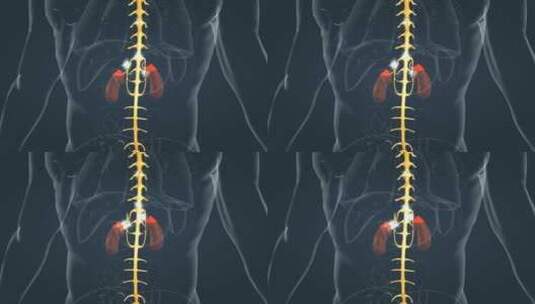 医学人体器官内分泌系统肾上腺素肝脏动画高清在线视频素材下载