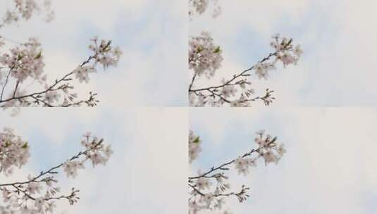 樱花空镜-天空背景-12高清在线视频素材下载