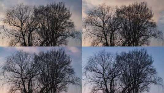 冬日大树黄昏高清在线视频素材下载