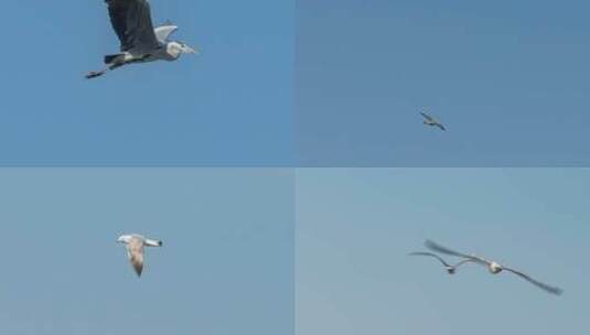 苍鹭海鸥白骨顶鸡水鸟合集高清在线视频素材下载