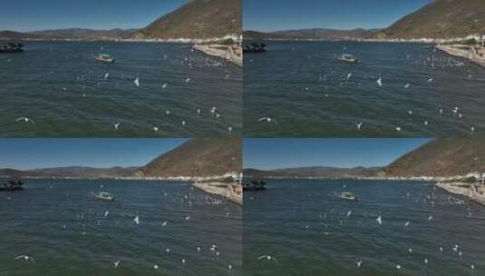 大理洱海湖边海鸥高清在线视频素材下载