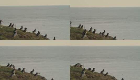 长焦拍摄大西洋海雀高清在线视频素材下载