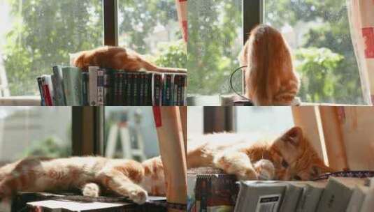 书架上的橘猫，可爱宠物小猫咪4k视频素材高清在线视频素材下载