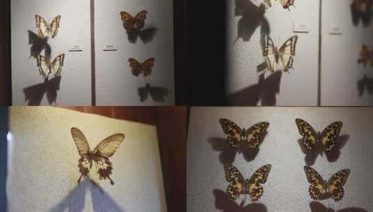 蝴蝶标本模型高清在线视频素材下载