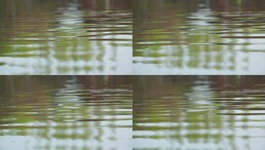 平静的湖面柳树倒影高清在线视频素材下载