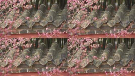 盛开梅花樱花飘动的风铃高清在线视频素材下载