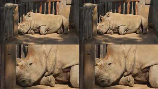 南京红山动物园一只犀牛正在睡觉4K高清在线视频素材下载