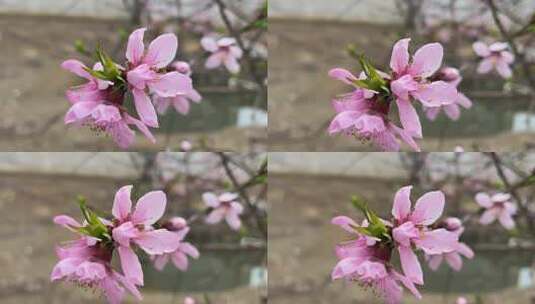 春天盛开的桃花高清在线视频素材下载