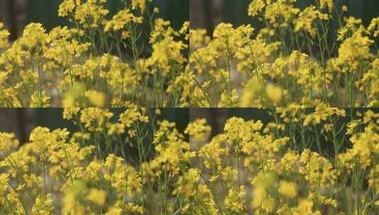 油 菜 花高清在线视频素材下载