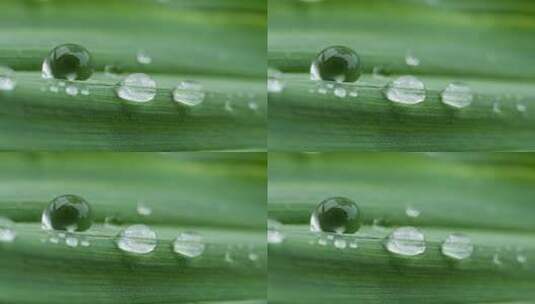 植物上的水珠实拍镜头高清在线视频素材下载