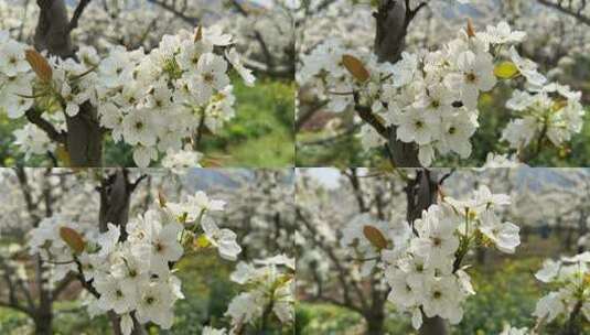 苏州树山梨花节，近距离欣赏翠冠梨梨花高清在线视频素材下载