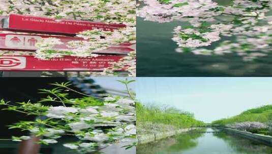 4K升格春天盛开绽放的海棠花多镜头竖屏高清在线视频素材下载
