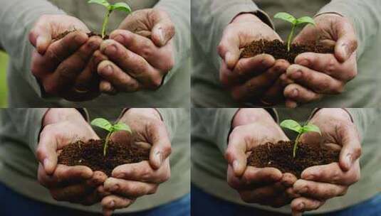 植物在手里关爱环境的概念3高清在线视频素材下载