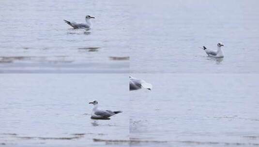 深圳湾的各种鸟类高清在线视频素材下载