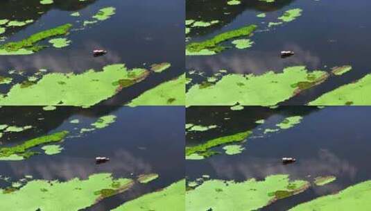 湿地中的游船高清在线视频素材下载