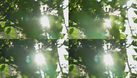阳光、树叶阳光高清在线视频素材下载