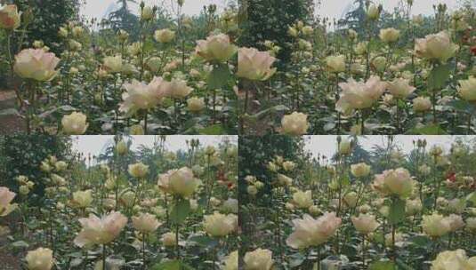 蔷薇玫瑰春天鲜花花开高清在线视频素材下载