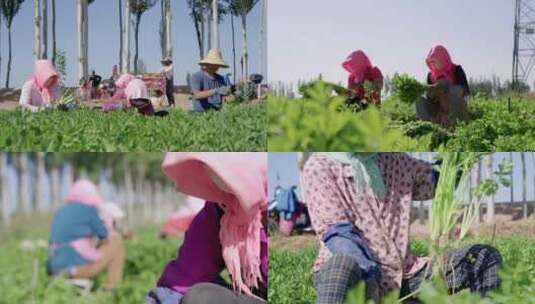 芹菜蔬菜青菜农业乡村振兴采摘绿色食品有机高清在线视频素材下载
