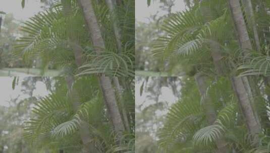 棕榈树叶子公园环境slog3实拍高清在线视频素材下载