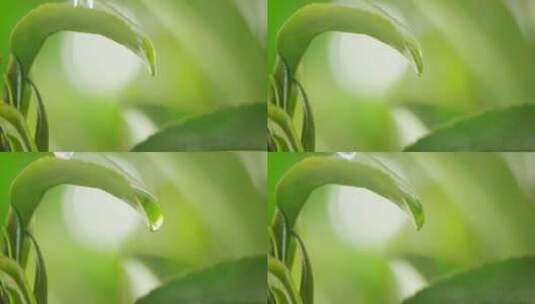 茶叶 茶树 特写 阳光 雨水13高清在线视频素材下载