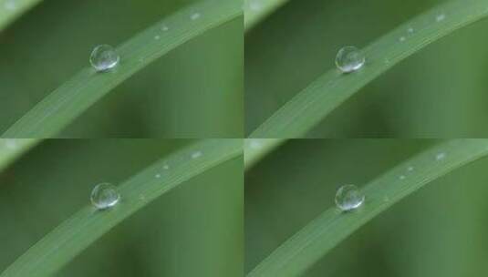 叶子上的露珠水珠雨珠特写高清在线视频素材下载