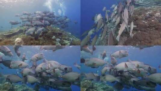海底生物海底鱼群高清在线视频素材下载