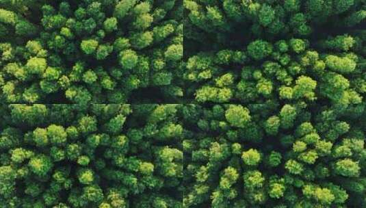 4k鸟瞰水杉森林风景绿水青山绿色自然航拍高清在线视频素材下载