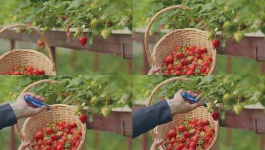 人工采摘新鲜草莓高清在线视频素材下载